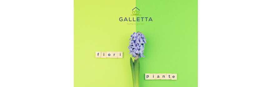 Piante e Fiori